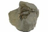 Rare, Psychopyge Termierorum Trilobite - Ofaten, Morocco #345188-1